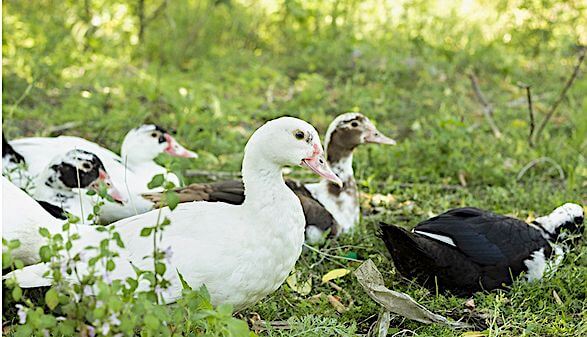 New Regulations for Raising Waterfowl in Warmer Temperatures