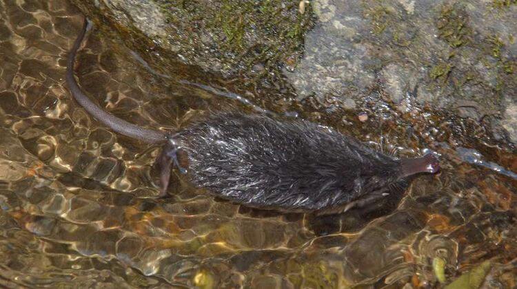 Le Desman des Pyrénées est un petit mammifère semi-aquatique. Crédit photo G. MONGE - Parc national des Pyrénées