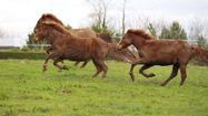 On dénombre aujourd'hui en France environ 1.000 poneys landais chez une quarantaine d'éleveurs.