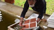 Un membre de la Fédération de pêche du Gers manipule des oeufs de truite.