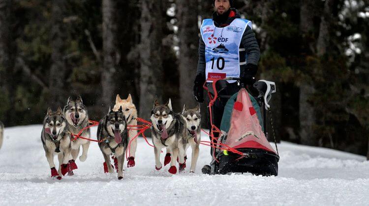 Un participant à la Pyrénées EDF Race et ses six chiens de traineau.