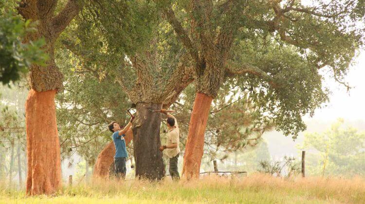 Dans les Landes, ils s’organisent pour relancer le chêne-liège