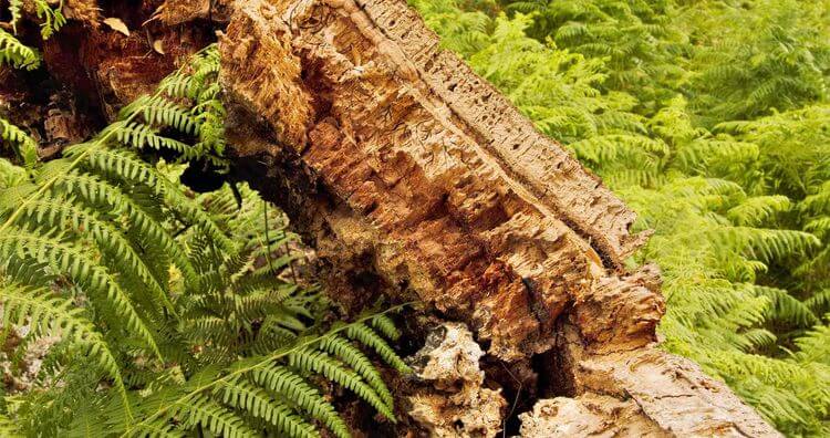 Le liège gascon a recensé environ 150.000 chênes-lièges pouvant déjà servir à la production, pour une superficie des suberaies dans les Landes Gascogne estimée à 30.000 hectares.