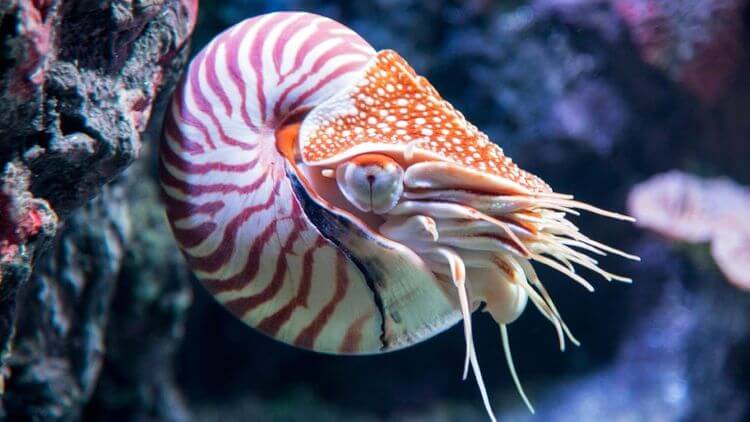 Un nautile, mollusque à la forme préhistorique.