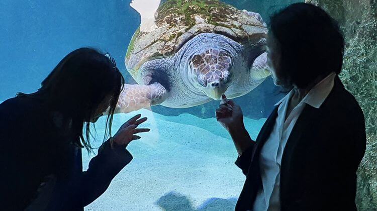 Les deux présidentes des aquariums de Nouméa et de Biarritz observent une tortue marine.