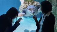 Les deux présidentes des aquariums de Nouméa et de Biarritz observent une tortue marine.