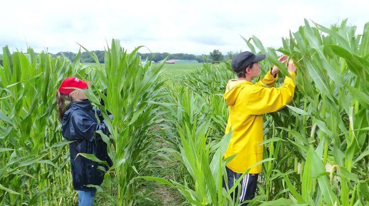 Deux jeunes saisonniers castrent du maïs dans les Landes.