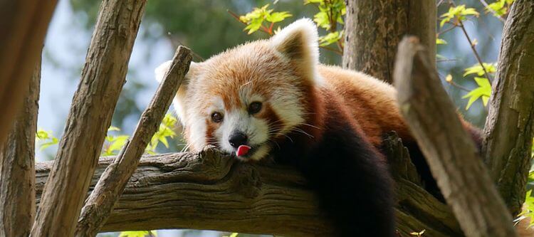 Un panda roux, pensionnaire du Parc Animalier des Pyrénées (Argelès-Gazost) se prélaçant sur une branche.