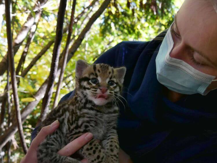 Dans les bras d'une soigneuse, le petit Ocelot prénommé Wakan fait parti des nouveaux pensionnaires du Parc Animalier des Pyrénées.