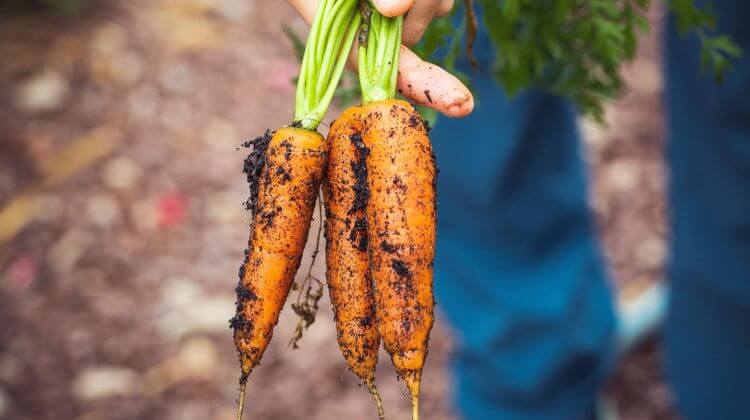 Un producteur tient dans sa main trois carottes.