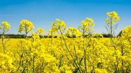 Une station de biocarburant au colza à Fleurance