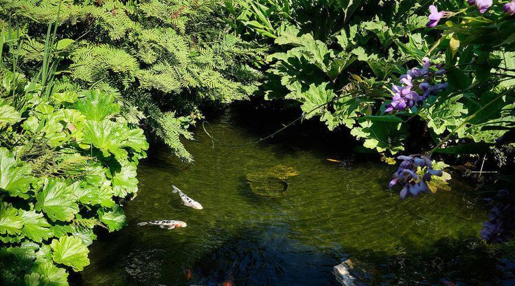 Une photo d'un bassin d'eau au cœur du Jardin Botanique de Bayonne au Pays Basque.