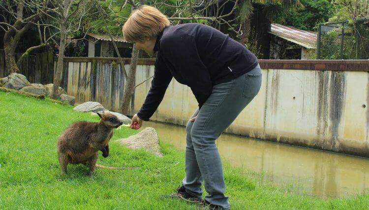 Valérie Ramon, la co-gérante du zoo d'Asson, en train de nourrir un pademelon.