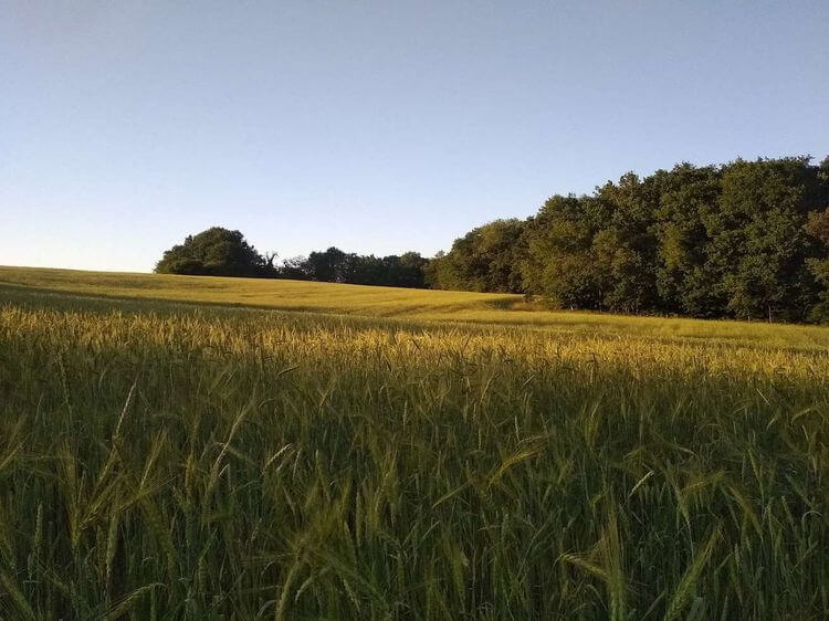 Un des champs de blé de la ferme de Boy, dans les Landes.