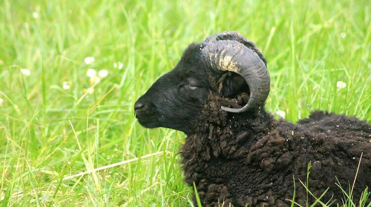 Un mouton de chez Prolainat couché dans l'herbe