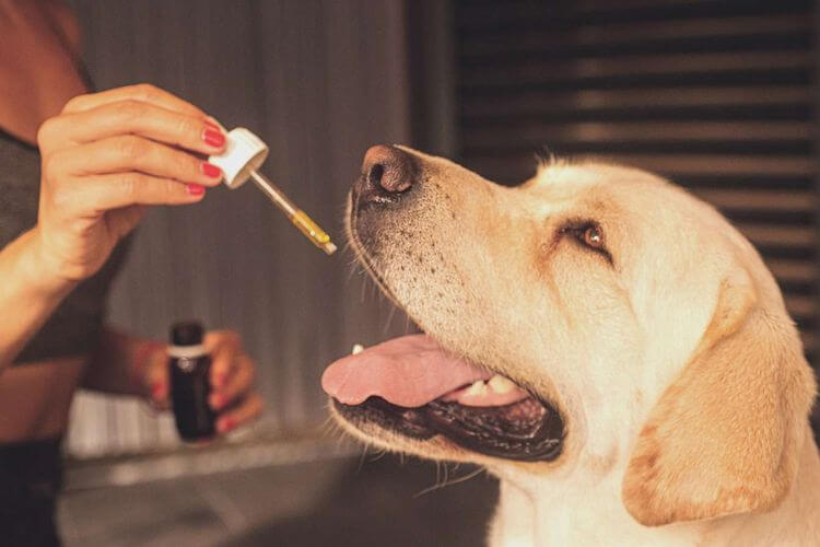 Une femme donnant une goute de produit de l'entreprise landaise Arpa à un chien