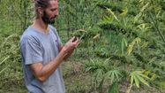 Frédéric Gié, fondateur d'Arpa en train de regarder ses plantes sur pied en plein champs