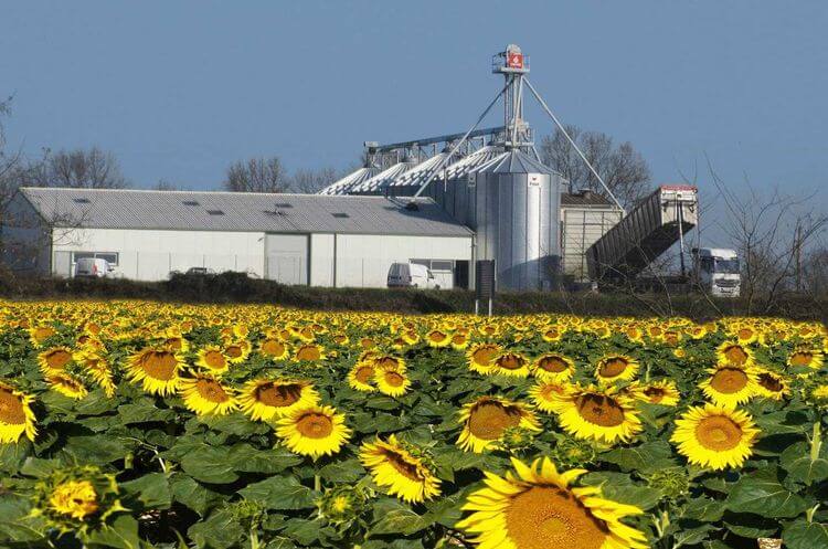 Un champs de tournesol jouxte l'usine de transformation des graines de tournesols et de colzas de la coopérative Oléandes, à Mugron, dans les Landes.