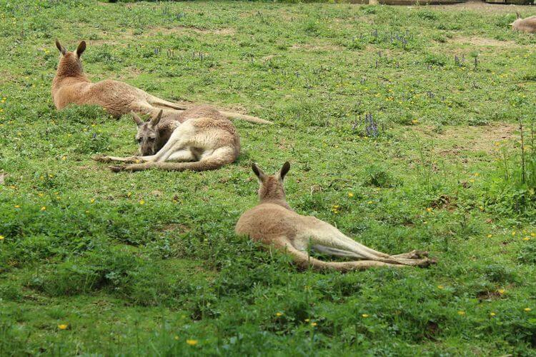 Quelques kangouroux du zoo d'Asson.