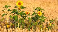 GUERRE – Impacts sur notre agriculture et notre quotidien
