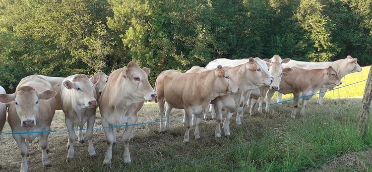 Des vaches dans un pré dans le Béarn.