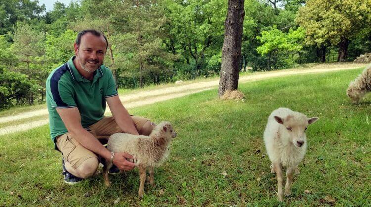 Sébastien Perrou dans son champs avec ses moutons
