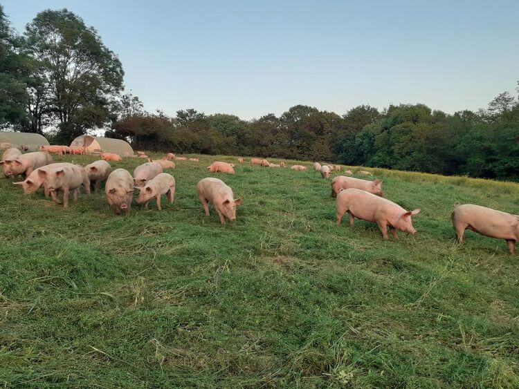 Des cochons dans la ferme de Daniel Tailleur dans le Béarn.
