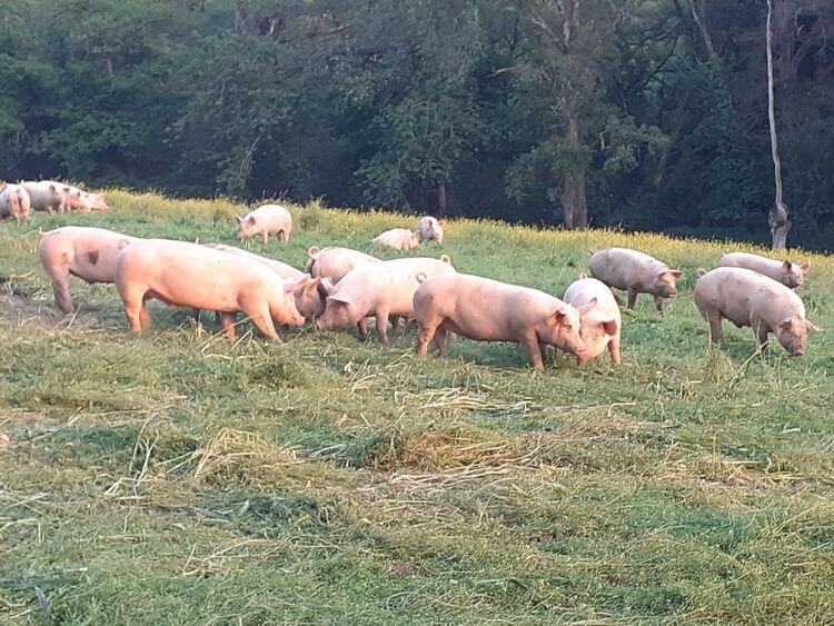 Des cochons dans la ferme de Daniel Tailleur dans le Béarn.