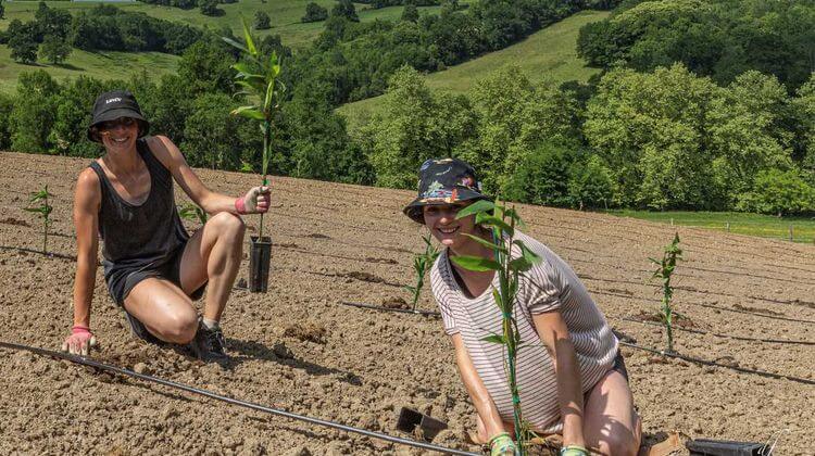 Manon Mounaix (à droite) a planté 3.600 pieds de bambous géants à Rébénacq.