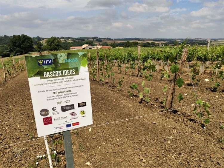 Un panneau Gascon Ideos devant un champ de vigne