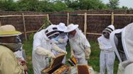 Des apiculteurs travaillent ensemble autour d'une ruche.