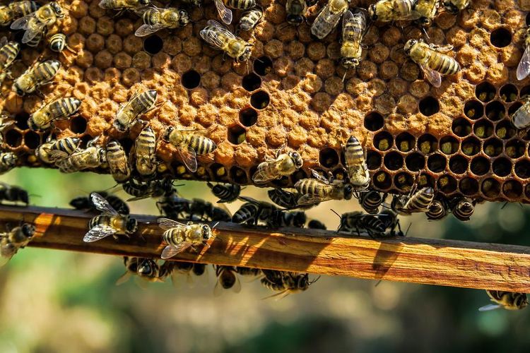 Des abeilles s'animent autour de leur ruche.