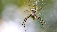 Araignée positionnée en gros plan sur sa toile