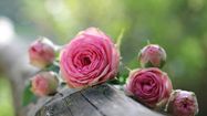 EN FLEURS – Le remarquable marché aux rosiers de La Romieu