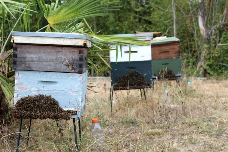 Quelques ruches du domaine des Casterrasses, à Monein