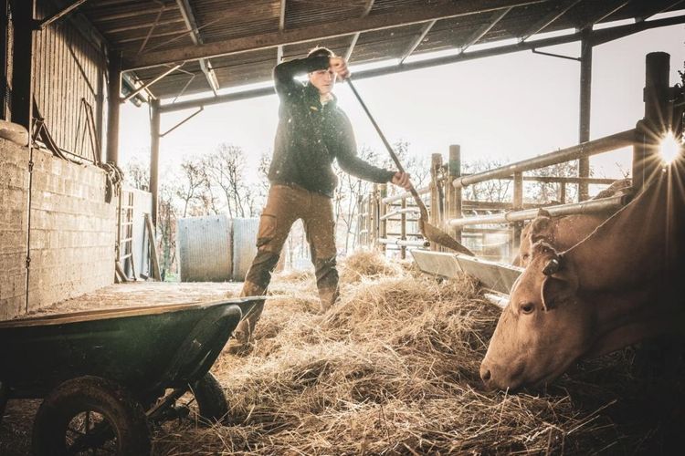 Un agriculteur en train de nourrir ses vaches.