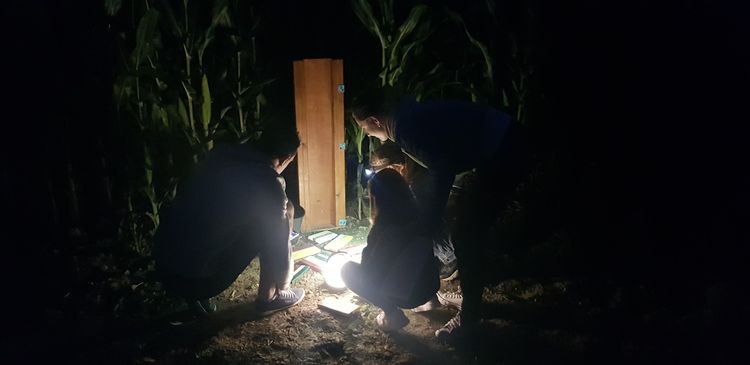 Une famille joue à un jeu Corn Lanta dans un champs de maïs, de nuit.