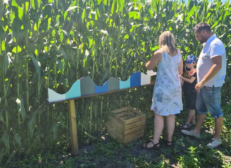 Une famille participe à un atelier Corn Lanta dans un champs de maïs.