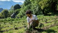 Lucas Moura  accroupi dans un champ de Thé