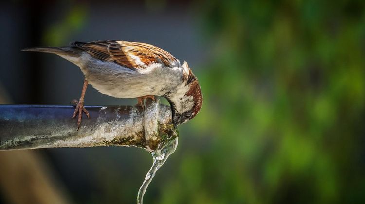 Un oiseau qui boit de l'eau