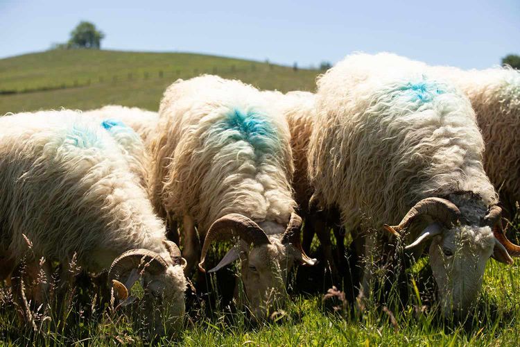 Moutons broutant dans un champ