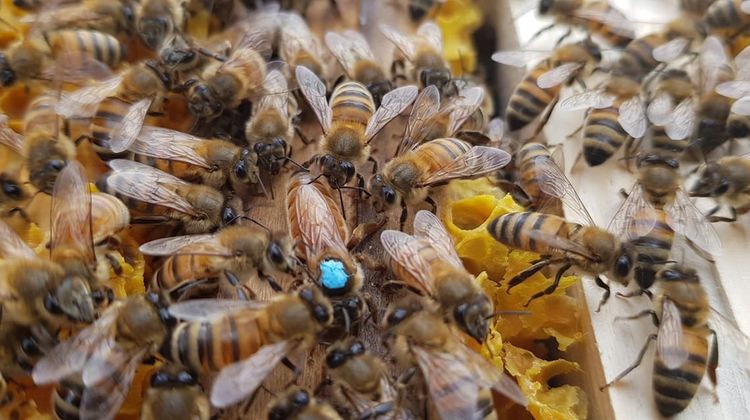 Photo d'abeilles dans une ruche d'apiculteur
