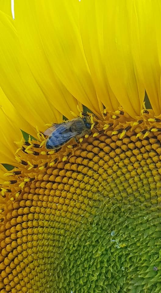 Photo d'une abeille posée sur une fleur de tournesol