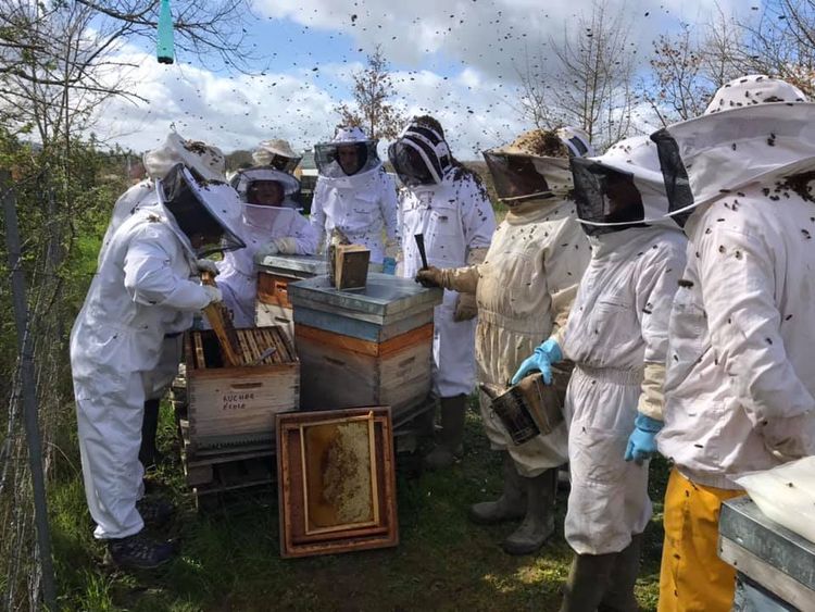 Photo de plusieurs apiculteurs qui récoltent du miel dans des ruches