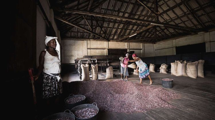 Des salariées de la plantation de cacaoyers Diogo Vaz, sur l'île de Sao Tomé-et-Principe tient les fèves de cacao. Crédit photo : Diogo Vaz