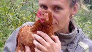 Une éleveuse de poule pondeuse en plein air tient dans les mains l'une de ses poules.