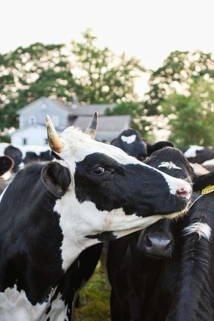 Vaches Prim'Holstein, qui seront présentes à la foire de Pau 2022.