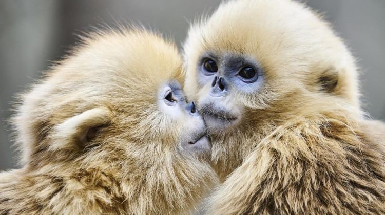 Photo de singes par Philippe Ricordel