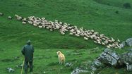 Un berger surveille ses moutons.