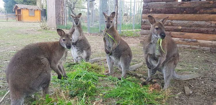 Des wallabys mangent de l'herbe dans leur enclos à l'Exotic Park de Lescar.